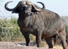 cape buffalo cow..