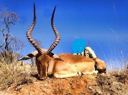 impala hunt,