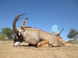 roan antelope hunt