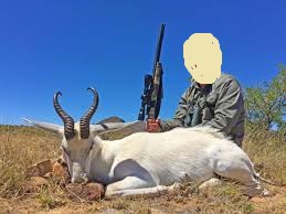 springbok white hunt