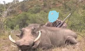 warthog hunts